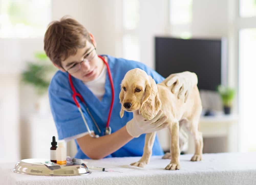 formação técnica em clínica veterinária