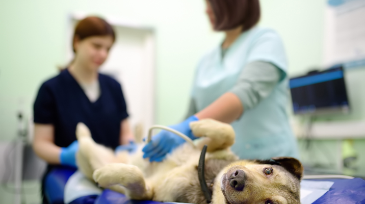 tecnico em veterinaria