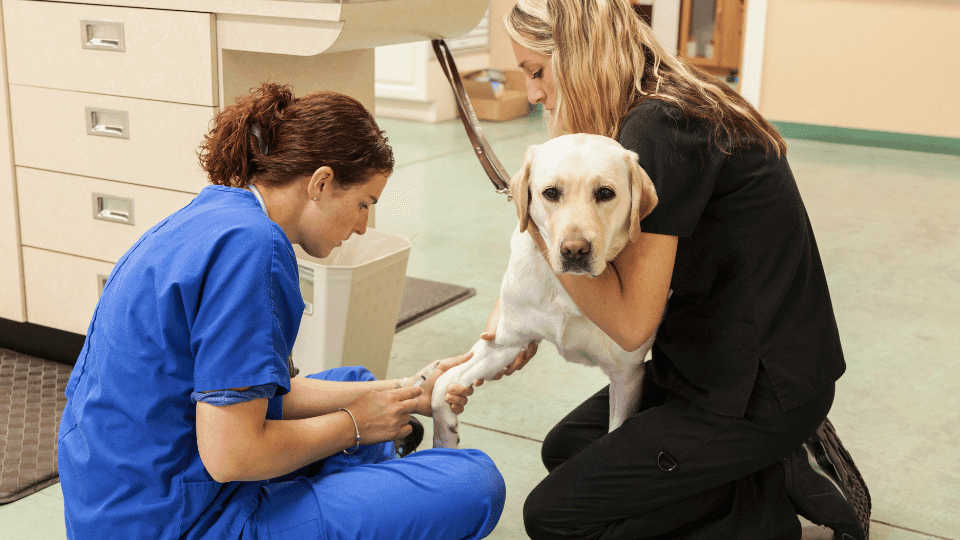 formação técnica em clínica veterinária