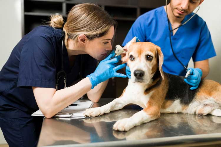 quanto ganha um técnico de veterinária