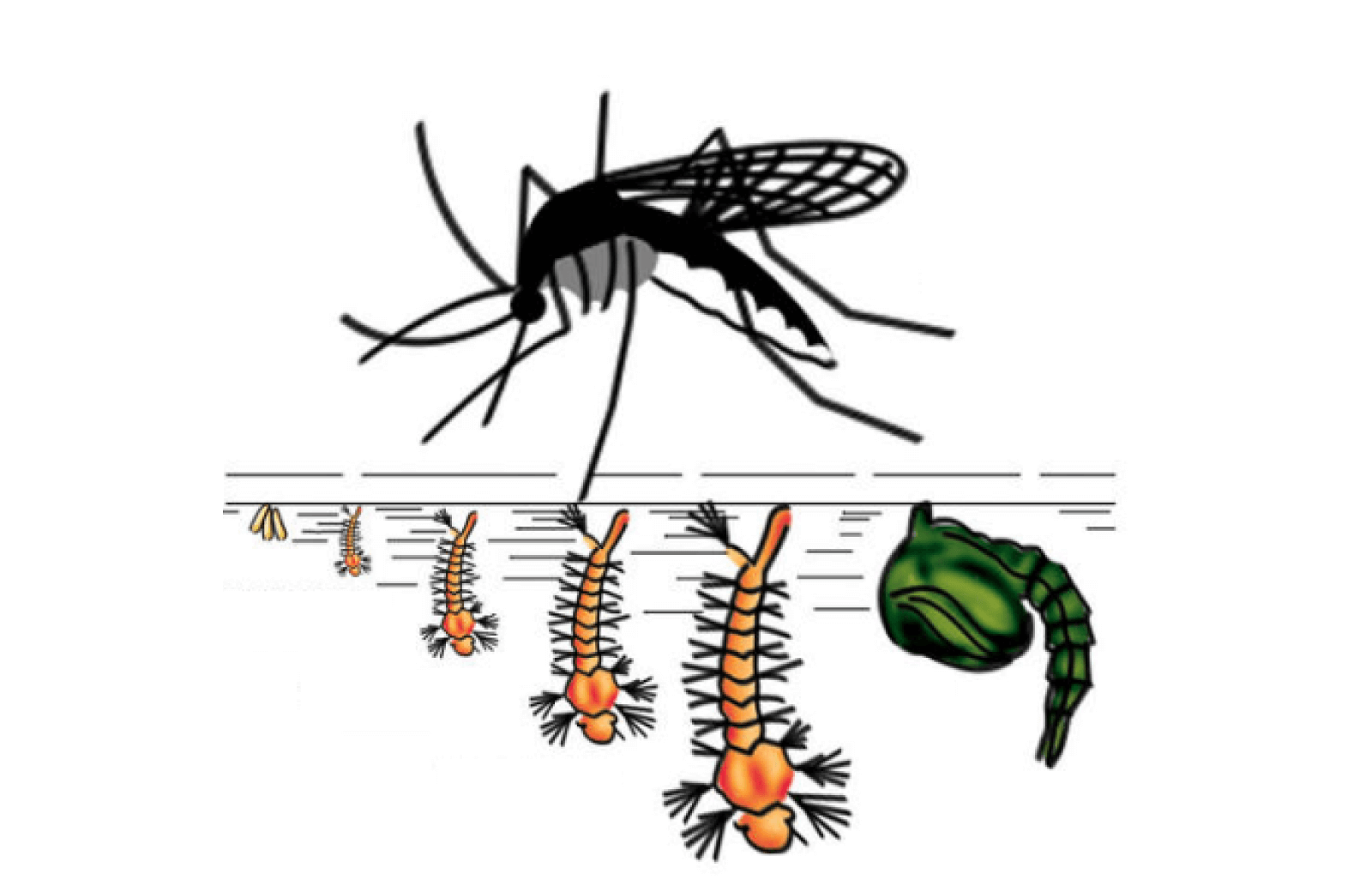 tempo para aparecer sintomas dengue após picada