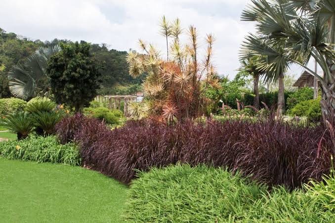Pennisetum setaceum rubrum cultivo