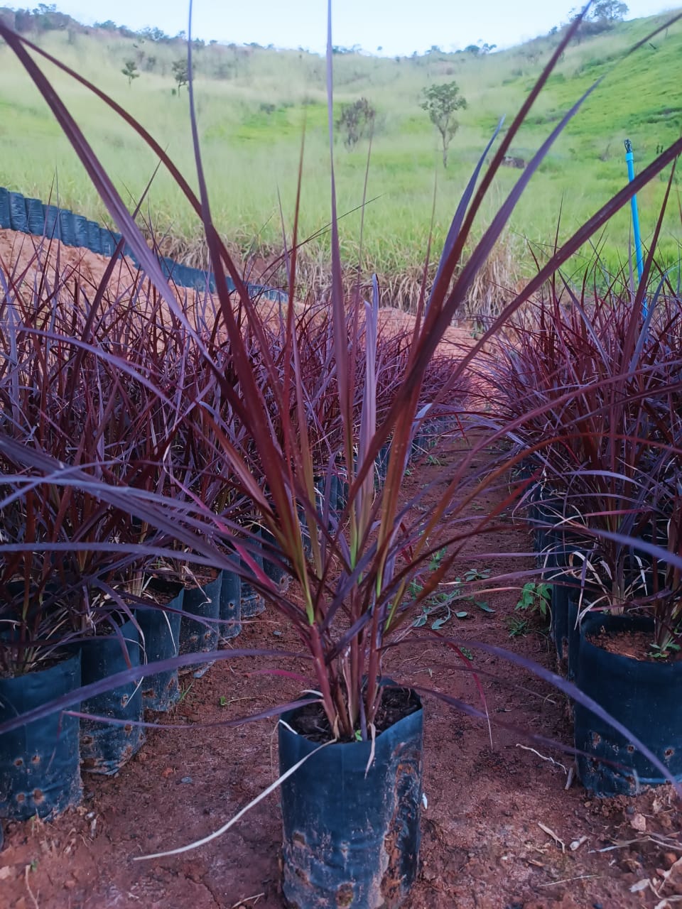 Gramínea roxa para jardim