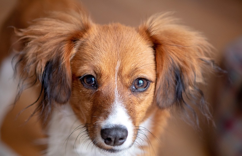 nomes diferentes para cães