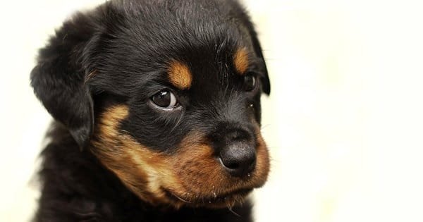 nomes exóticos para pets