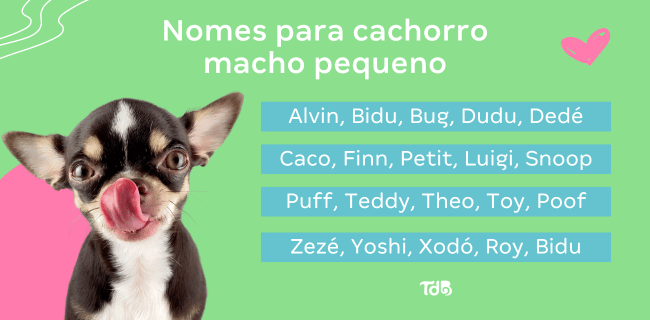 sugestões de nomes para cachorro e gato